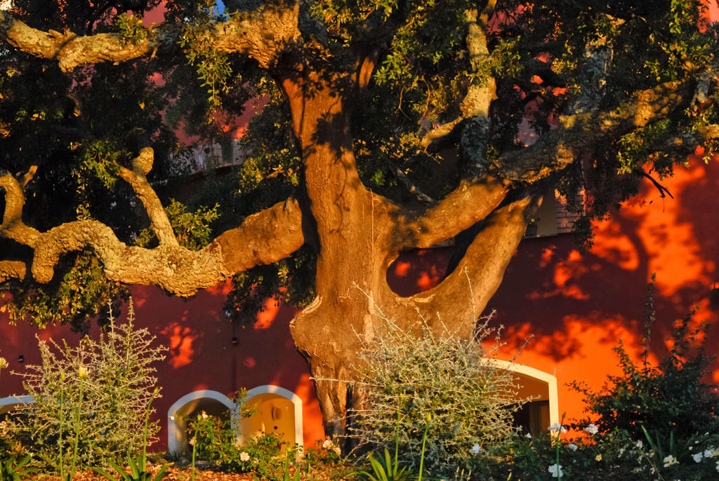 Giardino Dei Sugheri Scarlino Εξωτερικό φωτογραφία